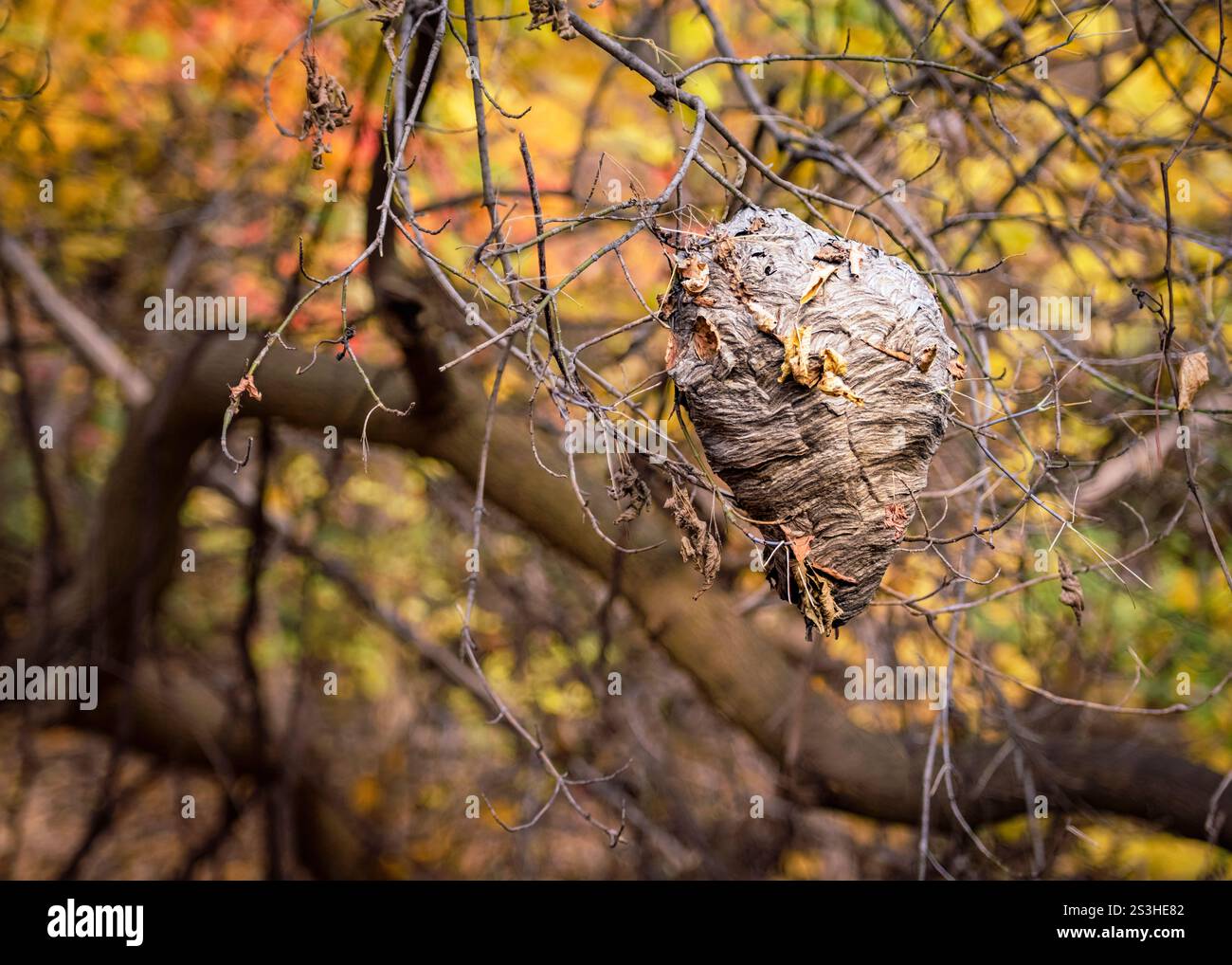 Il nido di calabroni è appeso delicatamente a rami aridi, circondati da fogliame autunnale, catturando l'equilibrio tra bellezza e silenzio della natura. Foto Stock