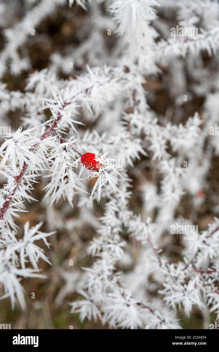 Rosa fianchi smerigliati nella stagione invernale. Fianchi rosa ricoperti di hoarfrost. Foto Stock