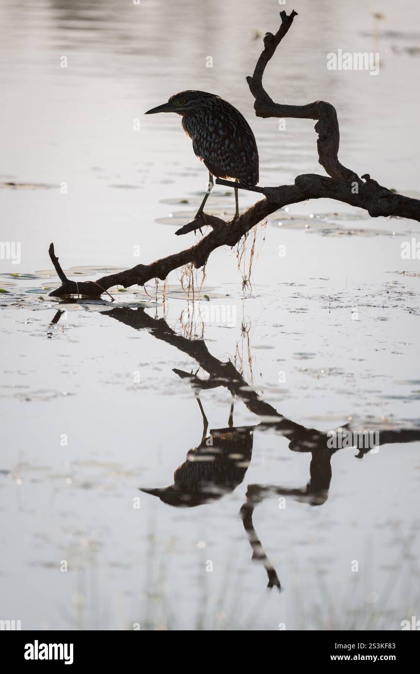 Un unico esemplare di Nankeen (Rufous) Night Heron è arroccato su una delle zone di caccia preferite su un billabong nel tardo pomeriggio mentre il sole tramonta. Foto Stock