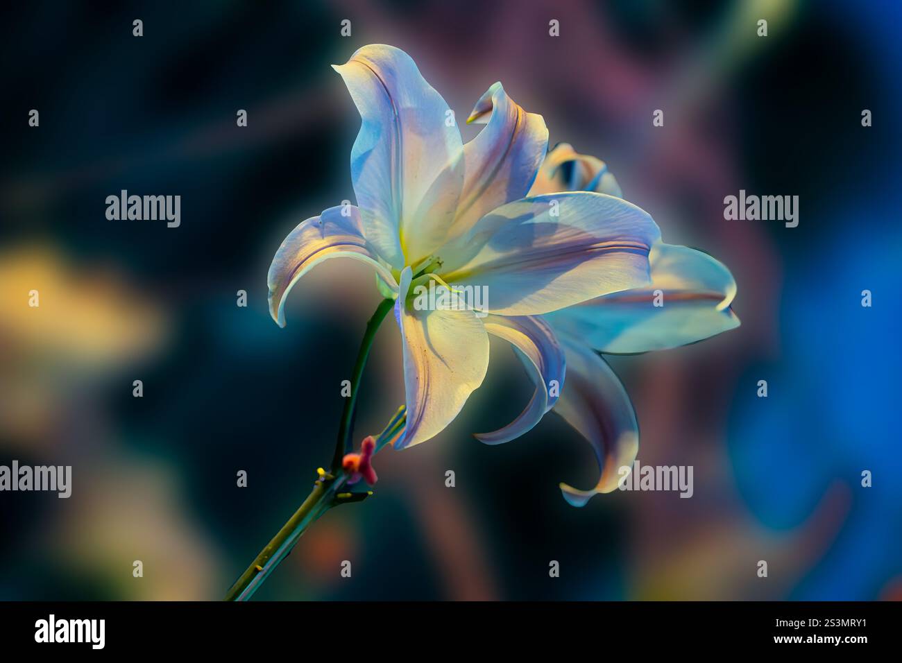 Uno splendido bouquet di gigli bianchi e fiori delicati su sfondo blu intenso, che irradia eleganza e amore, perfetto per il greeti di San Valentino Foto Stock