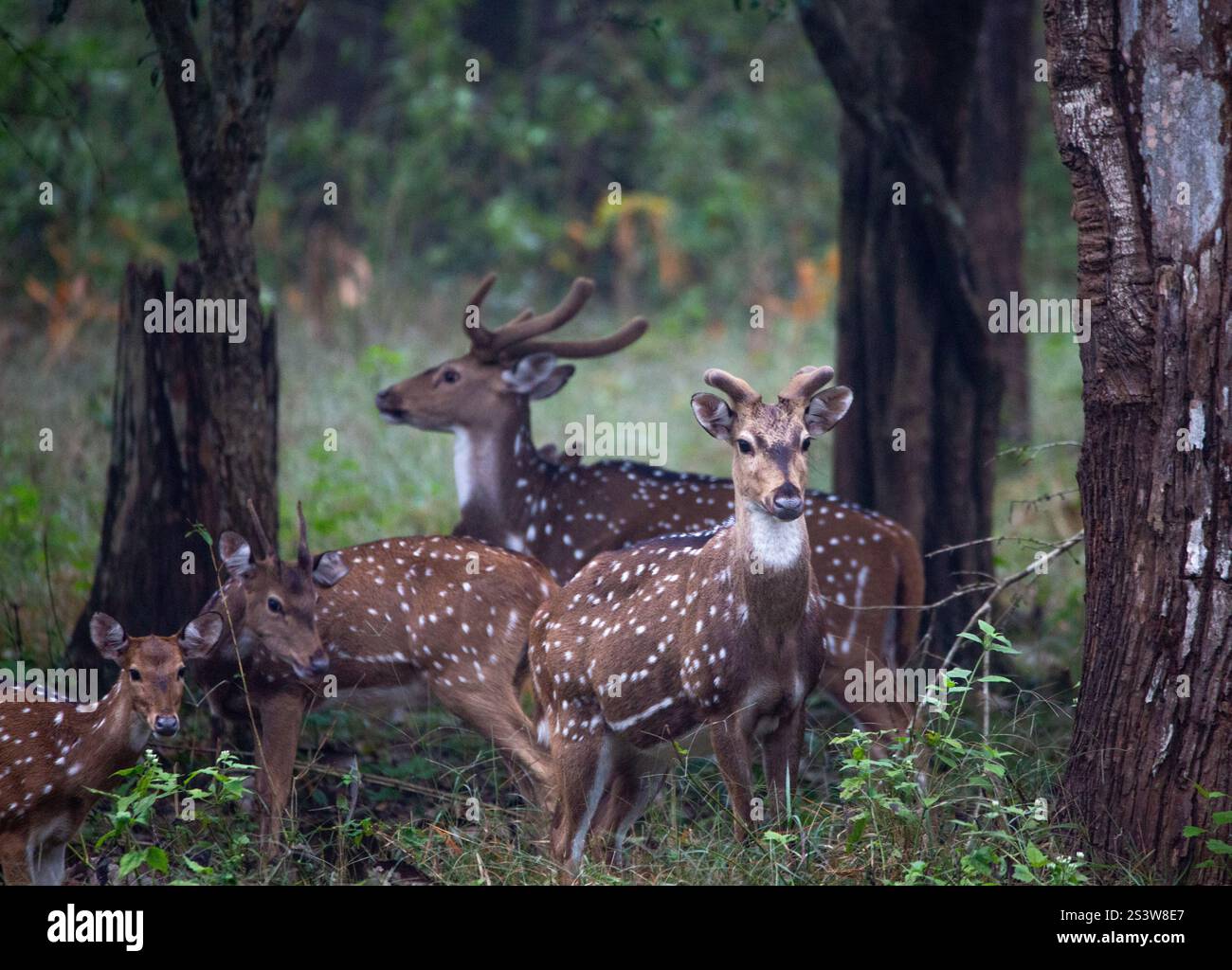 Uno scatto ravvicinato di un gruppo di cervi maculati con attenzione su un solo cervo catturato in una foresta Foto Stock