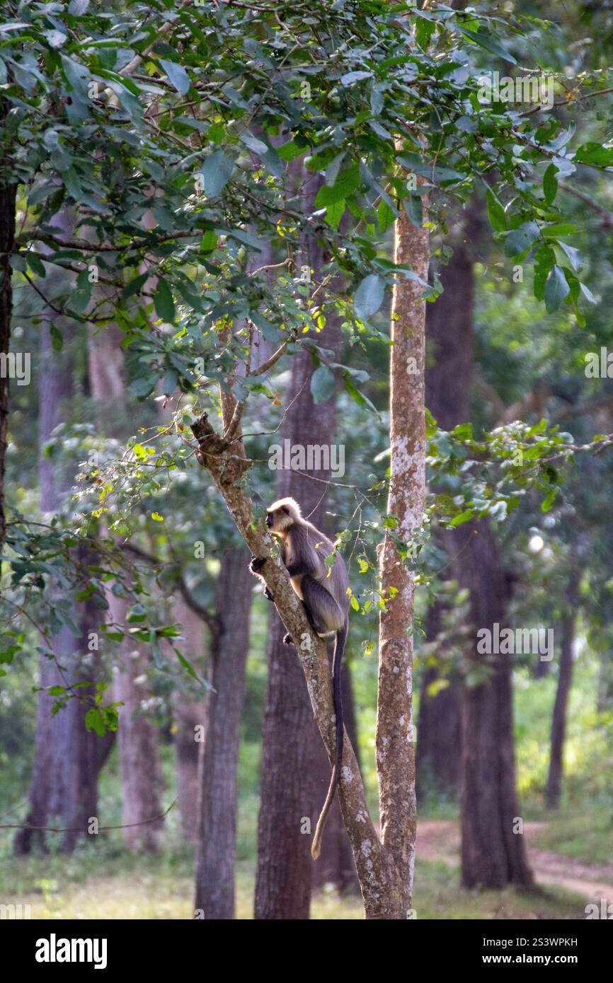 Primo piano di un langur grigio seduto su un ramo di un albero e alla ricerca dei predatori Foto Stock