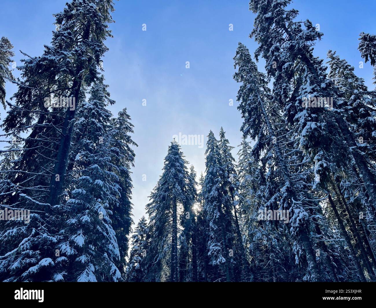Coperta di neve alberi - Immagine stock catturata con smartphone