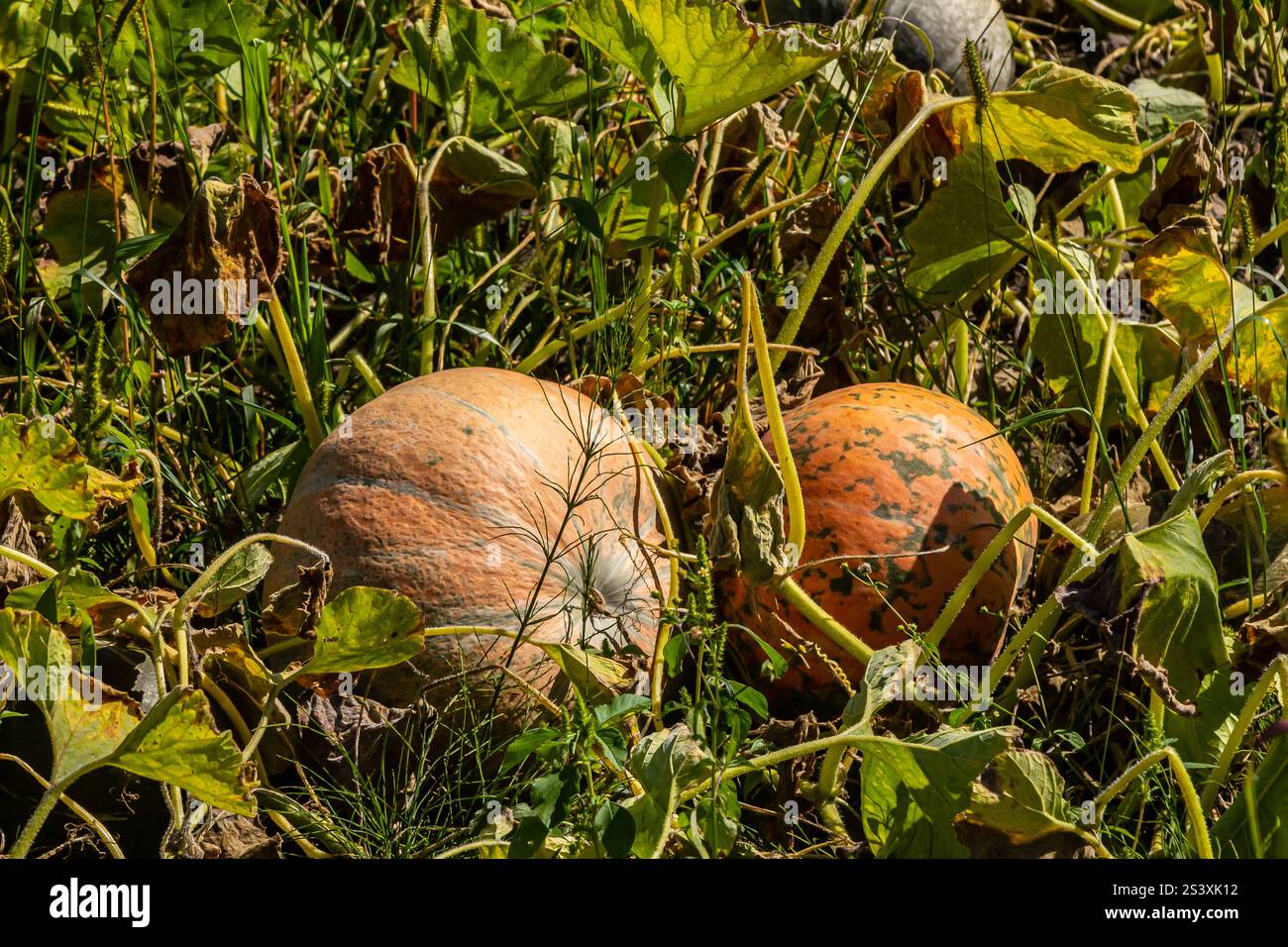 Due zucche mature riposano tra le vigne verdi e vivaci in un giardino. L'ambientazione mostra i ricchi colori dell'autunno con foglie che girano e aromi Foto Stock