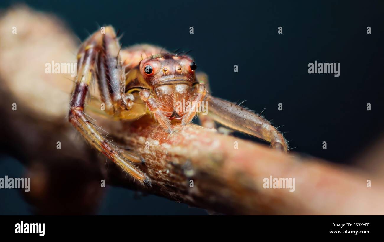 Ritratto macro estremo di un ragno che salta seduto su un ramo, con dettagli intricati e colori vivaci Foto Stock