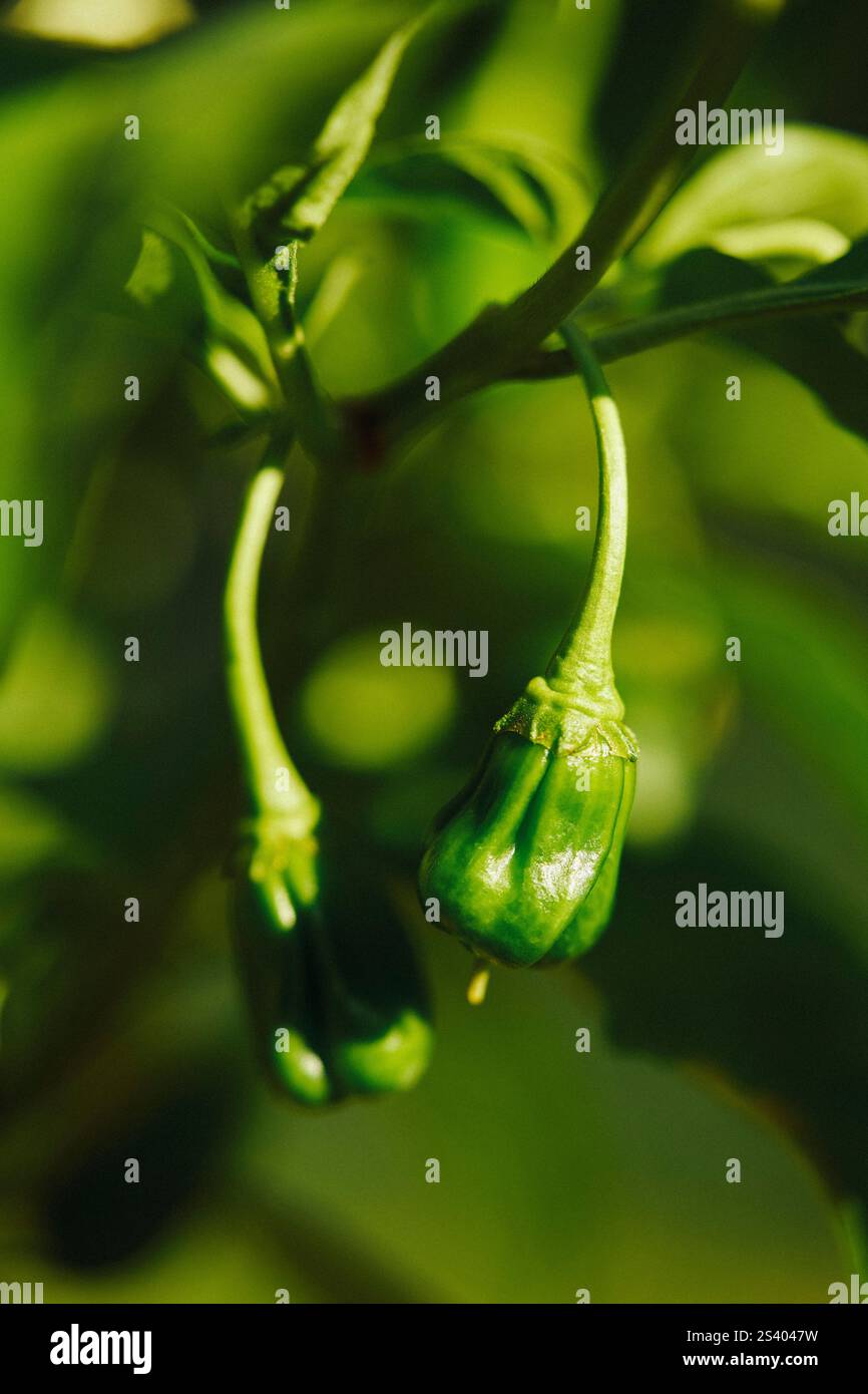 Primo piano, giovane peperoncino giamaicano con cioccolato caldo e verde che cresce sul gambo Foto Stock