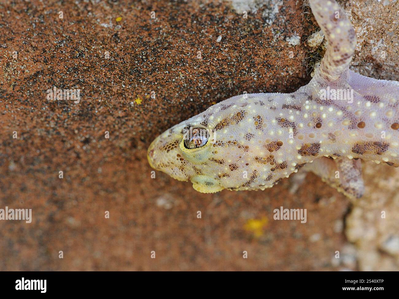 Mediterranean house gecko Foto Stock