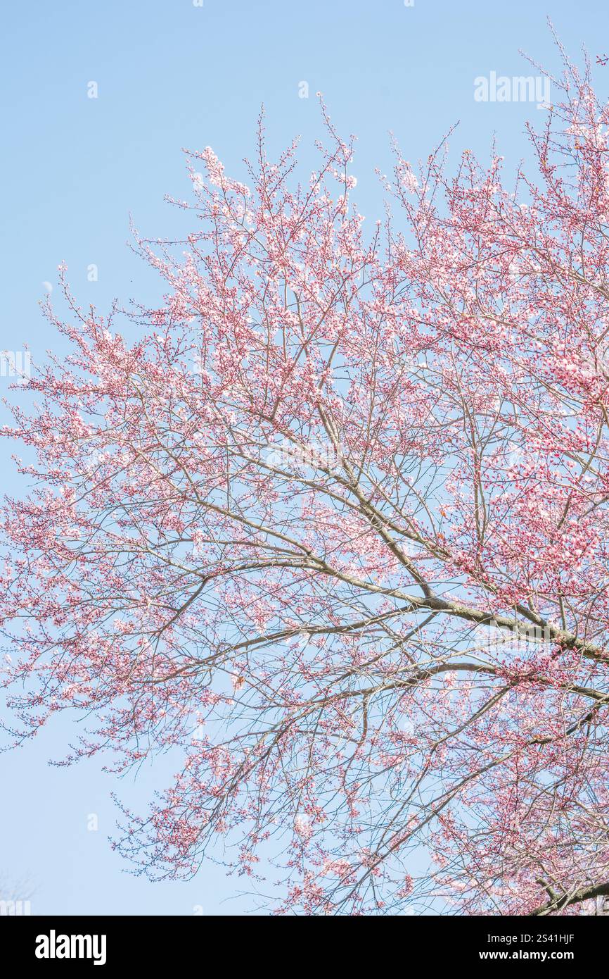 I ciliegi rosa fioriscono contro un cielo blu senza nuvole. Foto Stock