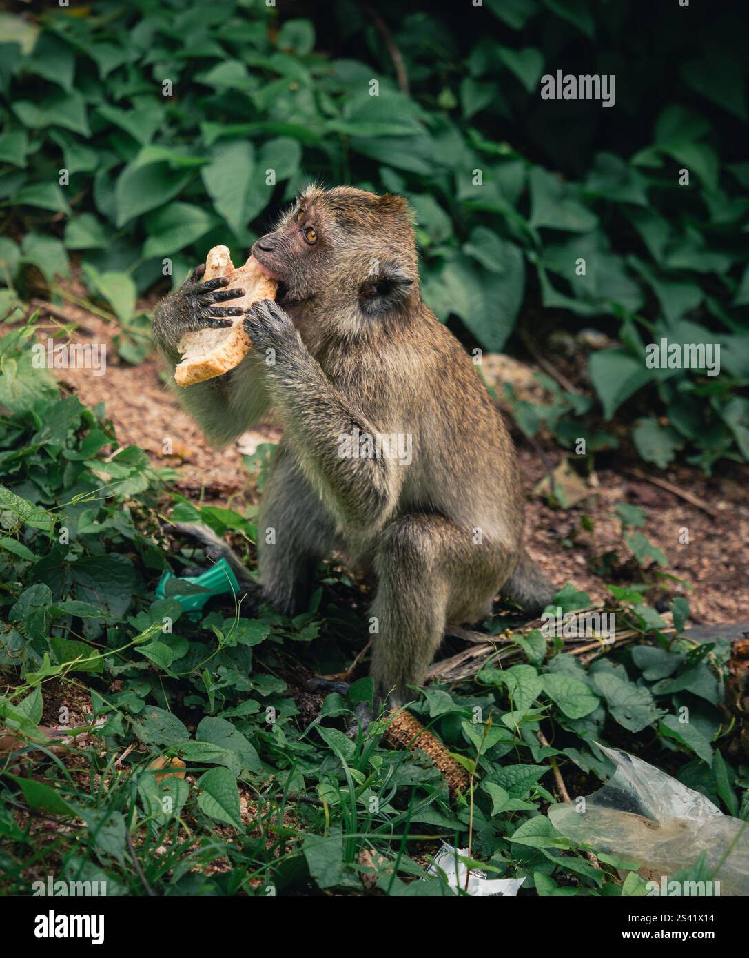 Scimmia si gode un pezzo di pane mentre si siede tra il verde fogliame Foto Stock