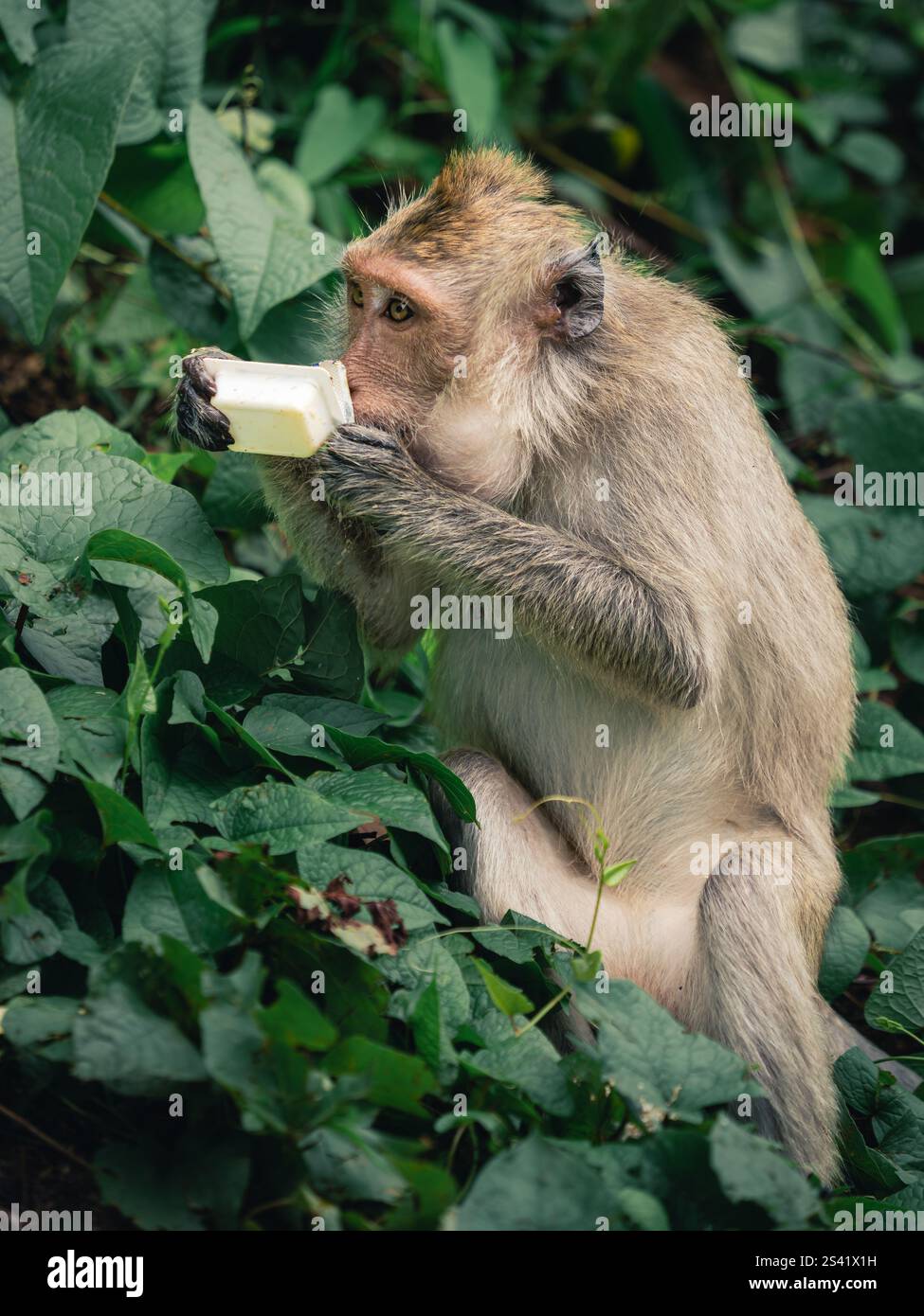 Scimmia gode di uno spuntino tra la vegetazione lussureggiante in una foresta tropicale Foto Stock