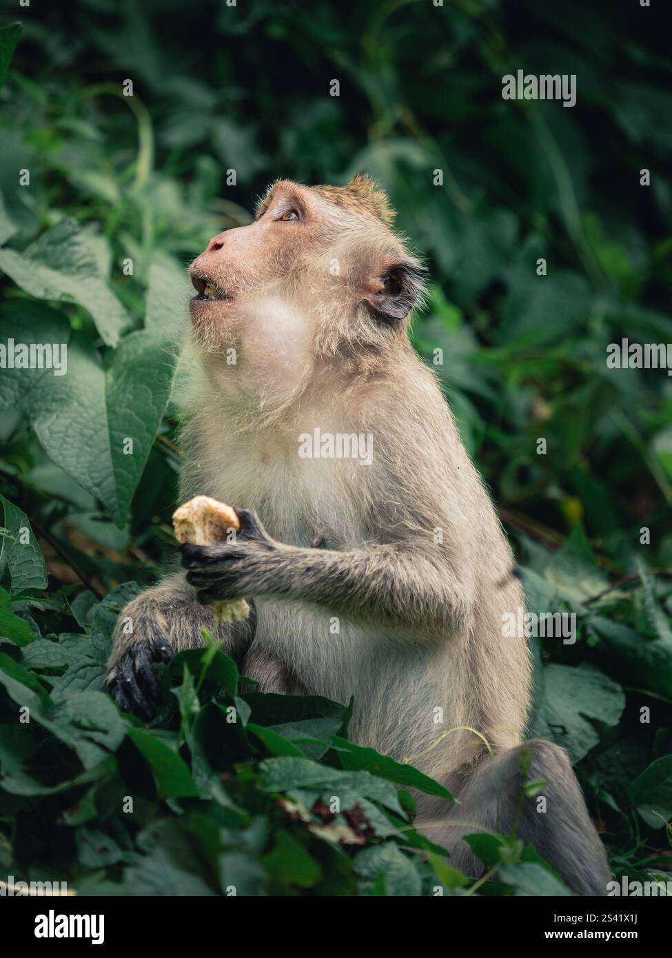 Scimmia gode di uno spuntino tra la vegetazione lussureggiante in una foresta tropicale Foto Stock