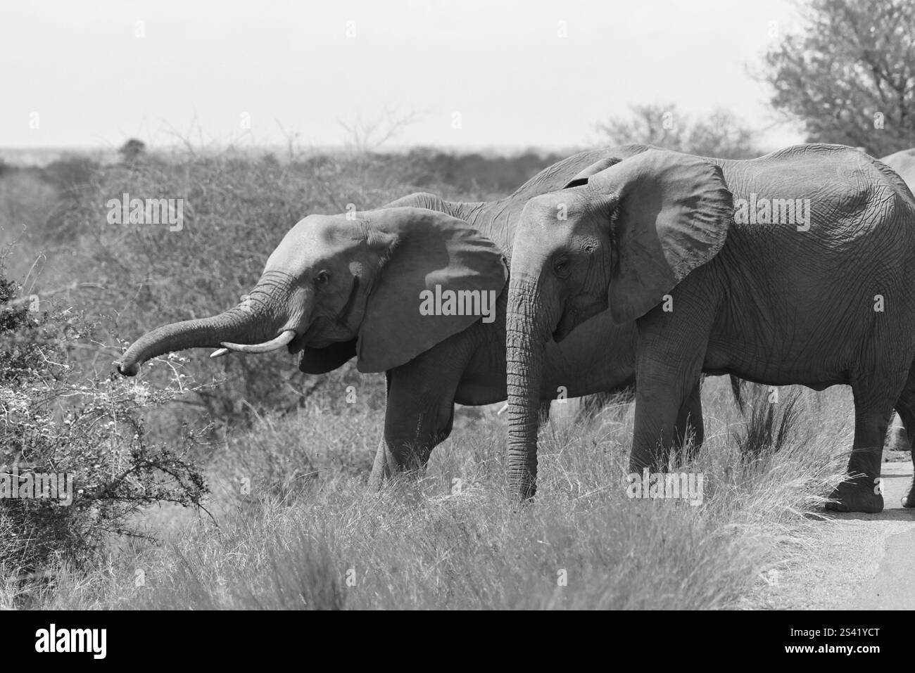 Immagine in bianco e nero di elefanti foraggiatori nel Kruger Park (Sudafrica) Foto Stock