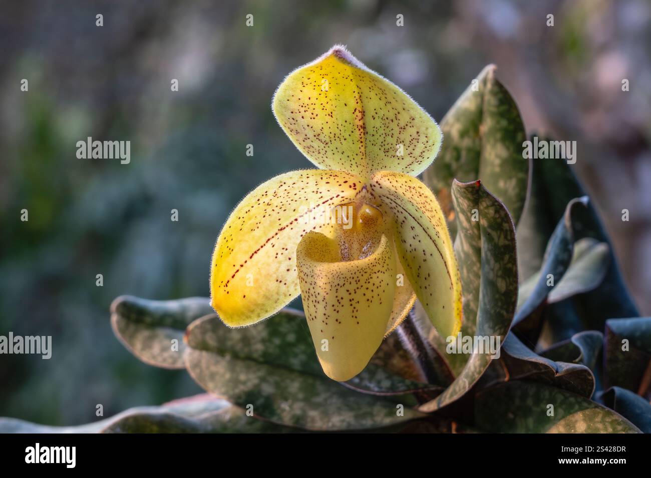 Vista ravvicinata del fiore giallo retroilluminato delle specie di orchidee paphiopedilum concolor var striatum isolato all'aperto su sfondo naturale Foto Stock