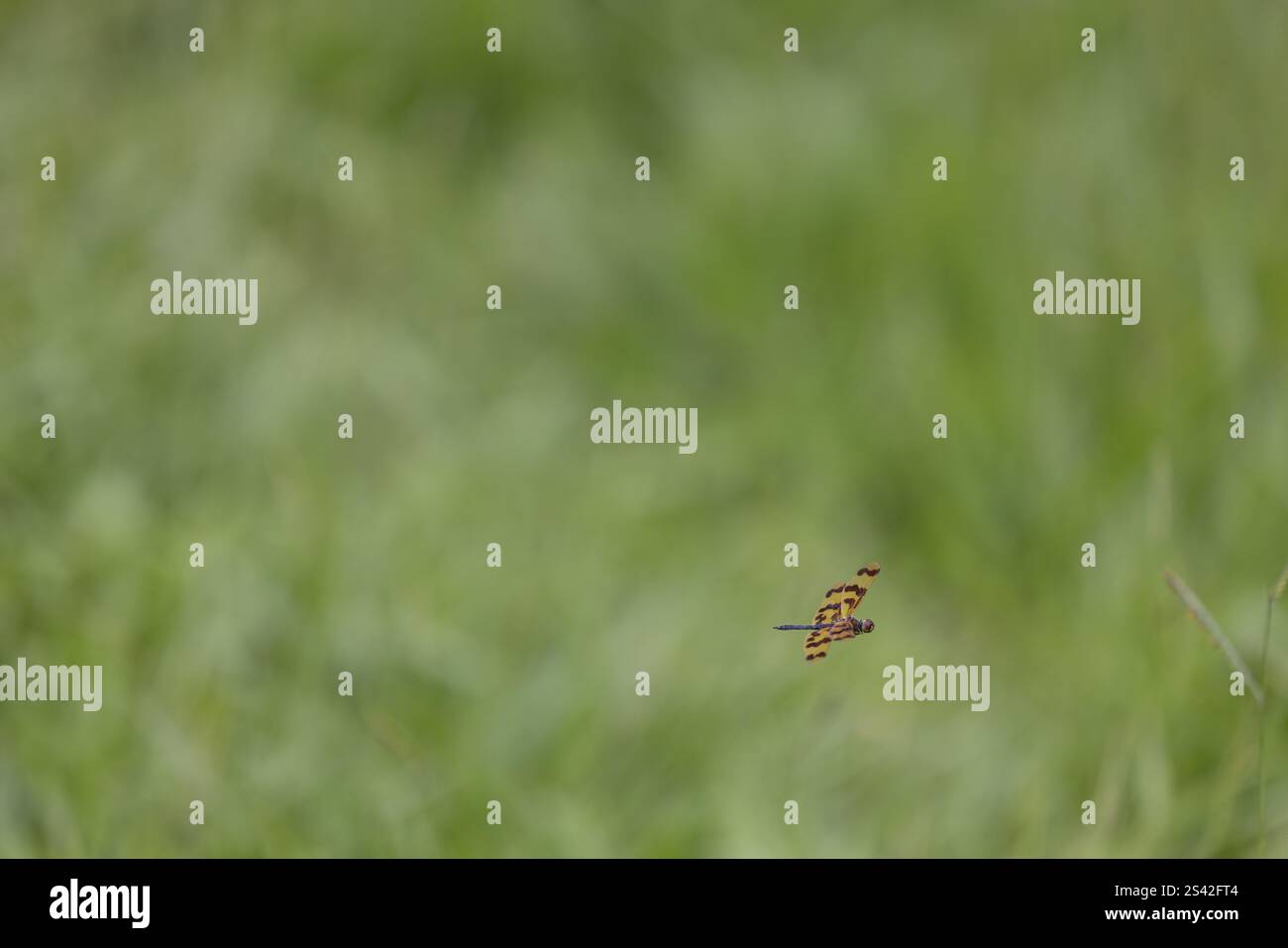 La libellula comune della Picture Wing vola sull'erba verde minimale Foto Stock