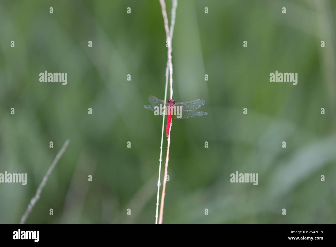Dragonfly Skimmer Red Scarlet che si libra su erba Foto Stock