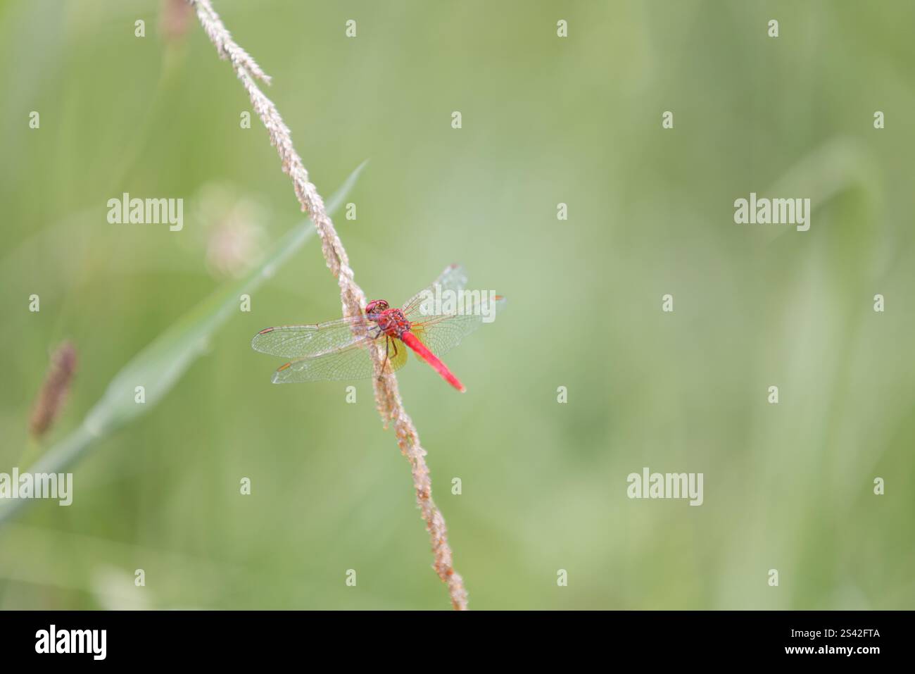 Scarlet Percher Red Dragonfly appoggiata sulle ali di erba con un minimo di ingombro Foto Stock