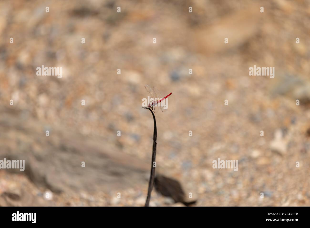 Dragoncina rossa che si libra sul bastone con sfondo neutro Foto Stock