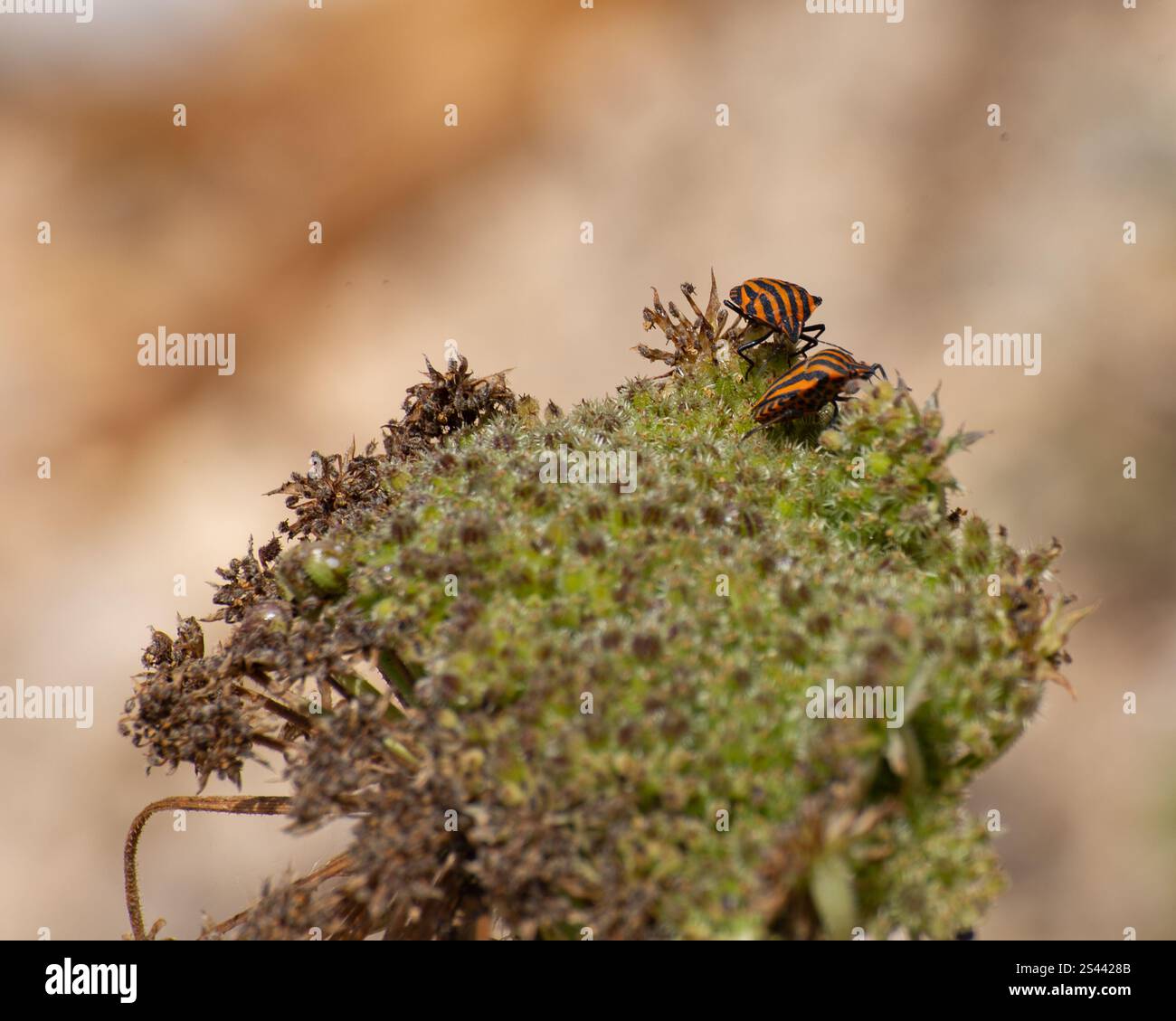 Un paio di insetti di scudo sul fiore di carota selvatica Foto Stock