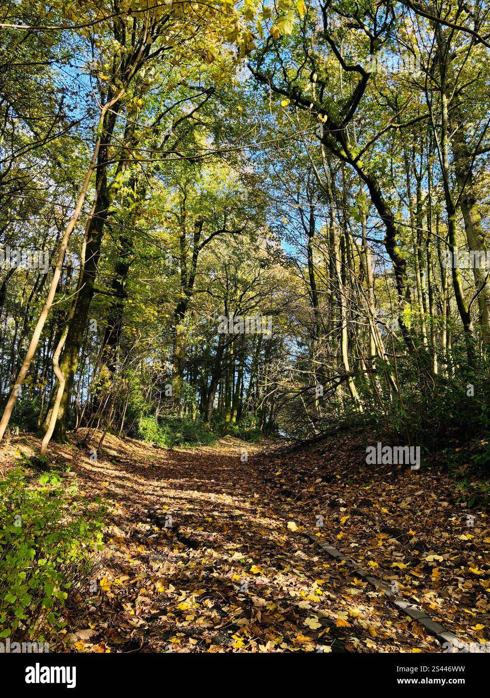 Un sentiero si snoda attraverso una vibrante foresta autunnale a Lendrick Muir, Kinross, Scozia; con la luce del sole che filtra tra tra gli alberi. - Immagine stock catturata con smartphone