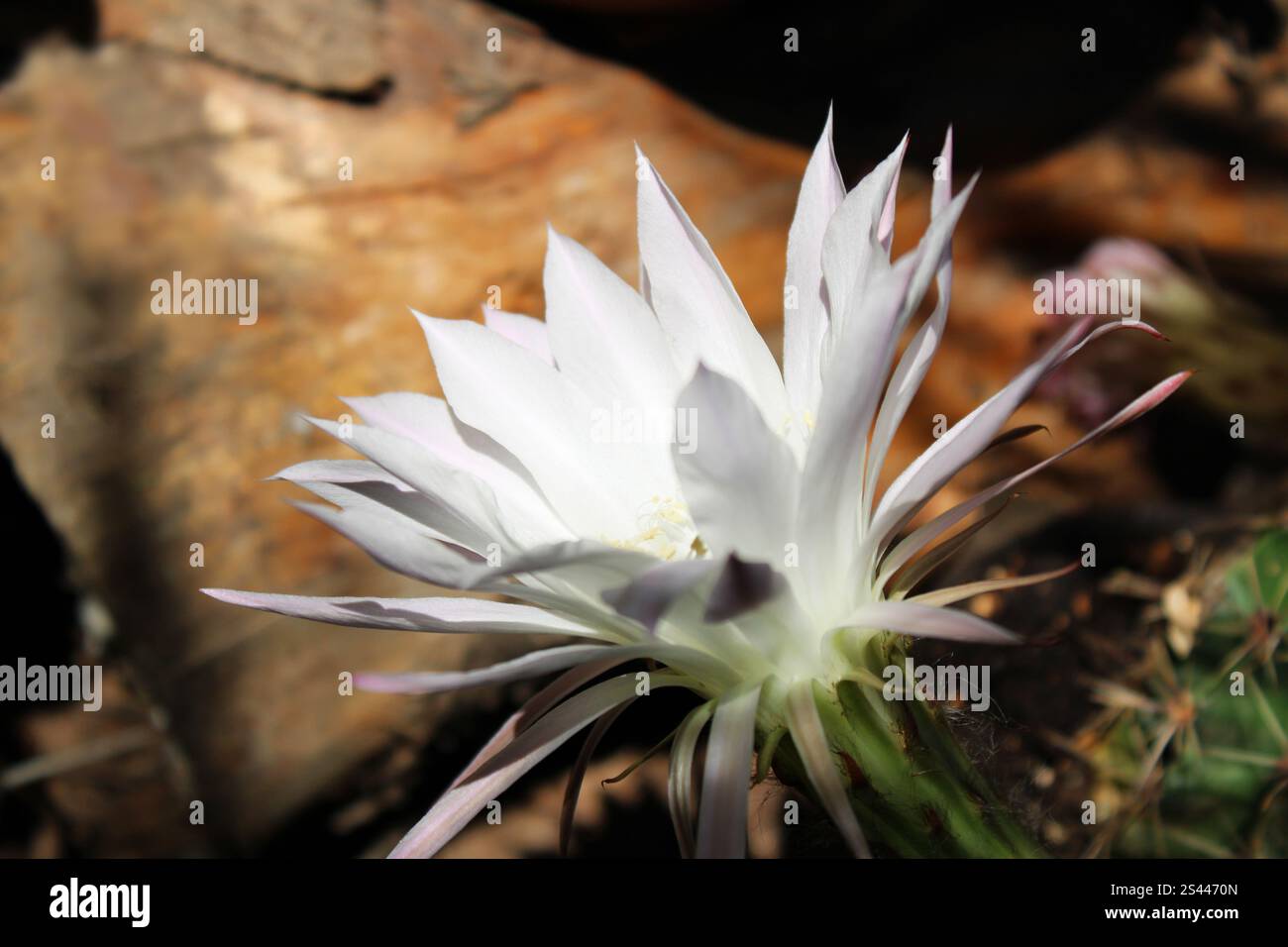 Cactus di Giglio pasquale - Echinopsis subdenudata Foto Stock
