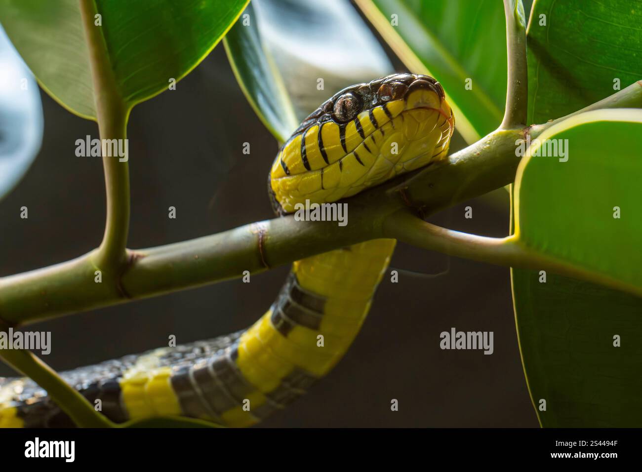 Eine Dunkle Mangroven-Nachtbaumnatter im Tierpark Berlin a Berlin-Friedrichsfelde. *** Un serpente di alberi notturni di mangrovie scuro al Tierpark Berlin a Berlino Friedrichsfelde Foto Stock