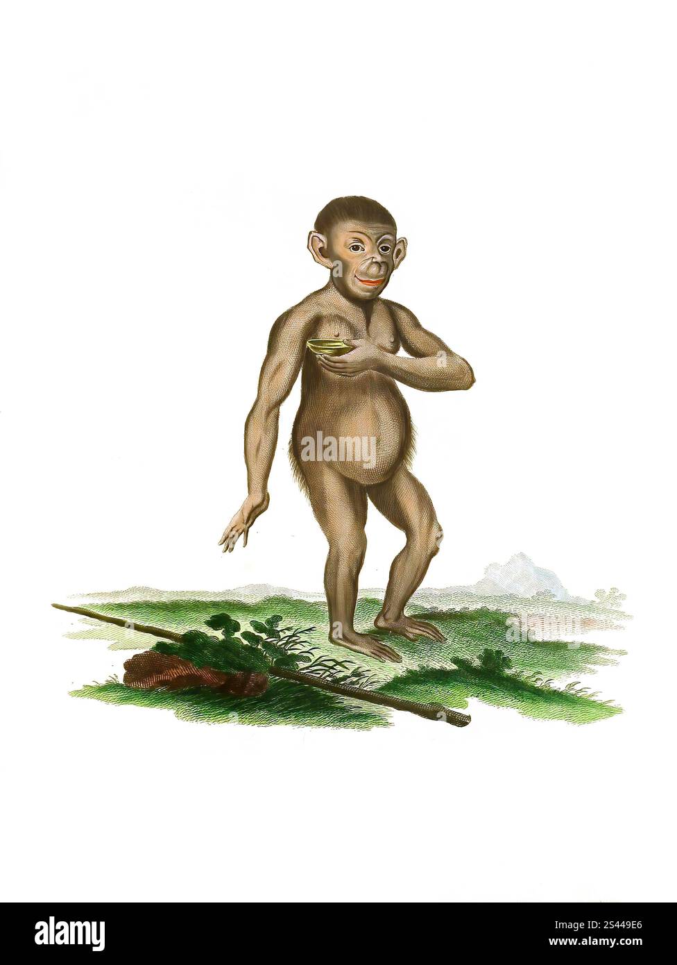 Mammiferi, scimmia, scimmia, Chimpanzee, simia troglodytes, Pan troglodytes, riproduzione storica, restaurata digitalmente di un originale del 1860, Säugetiere, Schimpanse, Historisch, digital restaurierte Reproduktion einer Vorlage von 1860 Foto Stock