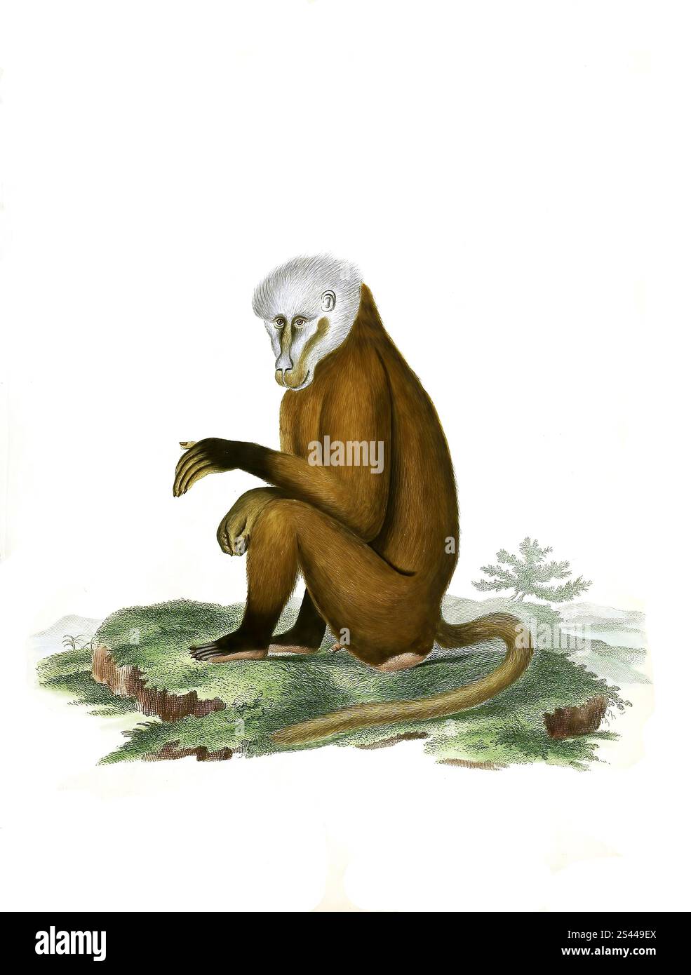 Mammiferi, scimmia, scimmia, simia geron, riproduzione storica, restaurata digitalmente di un originale del 1860, Säugetiere, Affe, Historisch, digital restaurierte Reproduktion einer Vorlage von 1860 Foto Stock