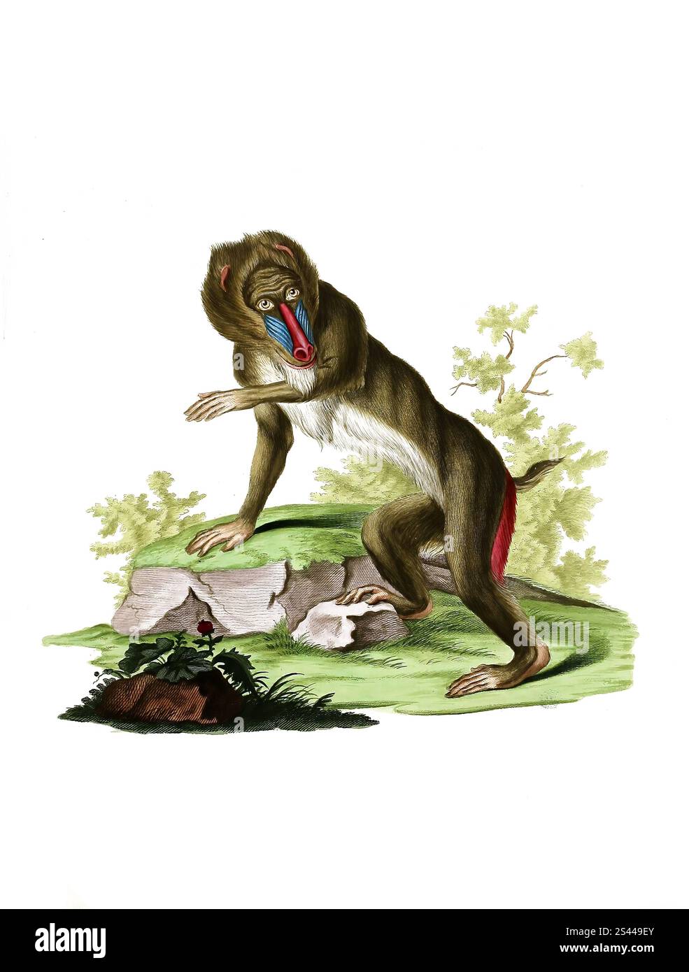 Mammiferi, scimmia, scimmia, Mandrill, mandrillo Sfinge. Simia mormon, riproduzione storica, restaurata digitalmente di un originale del 1860, Säugetiere, Historisch, digital restaurierte Reproduktion einer Vorlage von 1860 Foto Stock