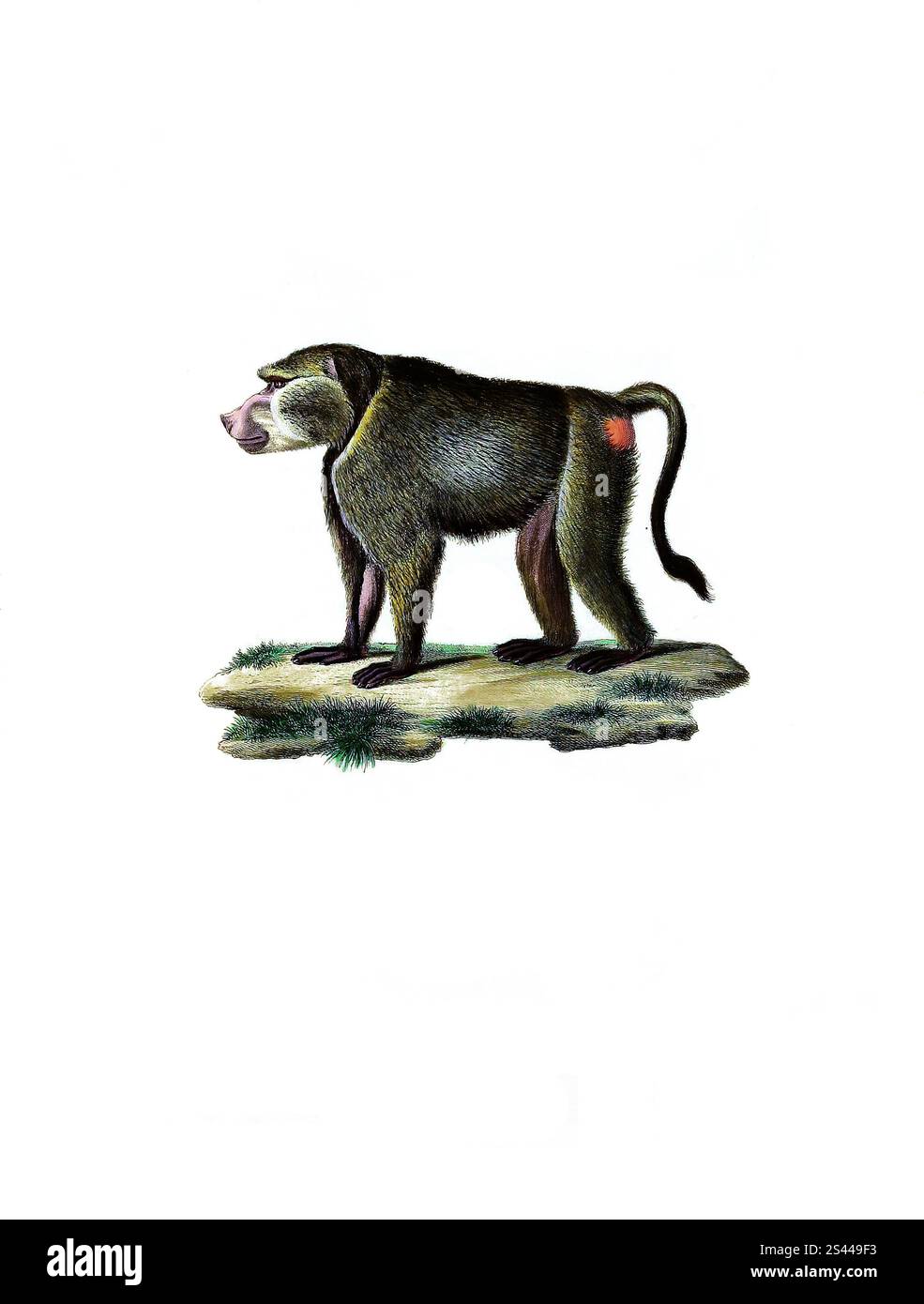 Mammiferi, scimmia, scimmia crestata occidentale, Trachypithecus mauritius, syn simia mauritius, una specie primate del gruppo di scimmie slanciate, simia comata, storica, riproduzione restaurata digitalmente di un originale del 1860, Säugetiere, Westlicher Haubenlangur, Syn simia mauritius, eine Primatenart aus der Gruppe der Schlankaffen, Historisch, digital restaurierte Reproduktion einer Vorlage von 1860 Foto Stock