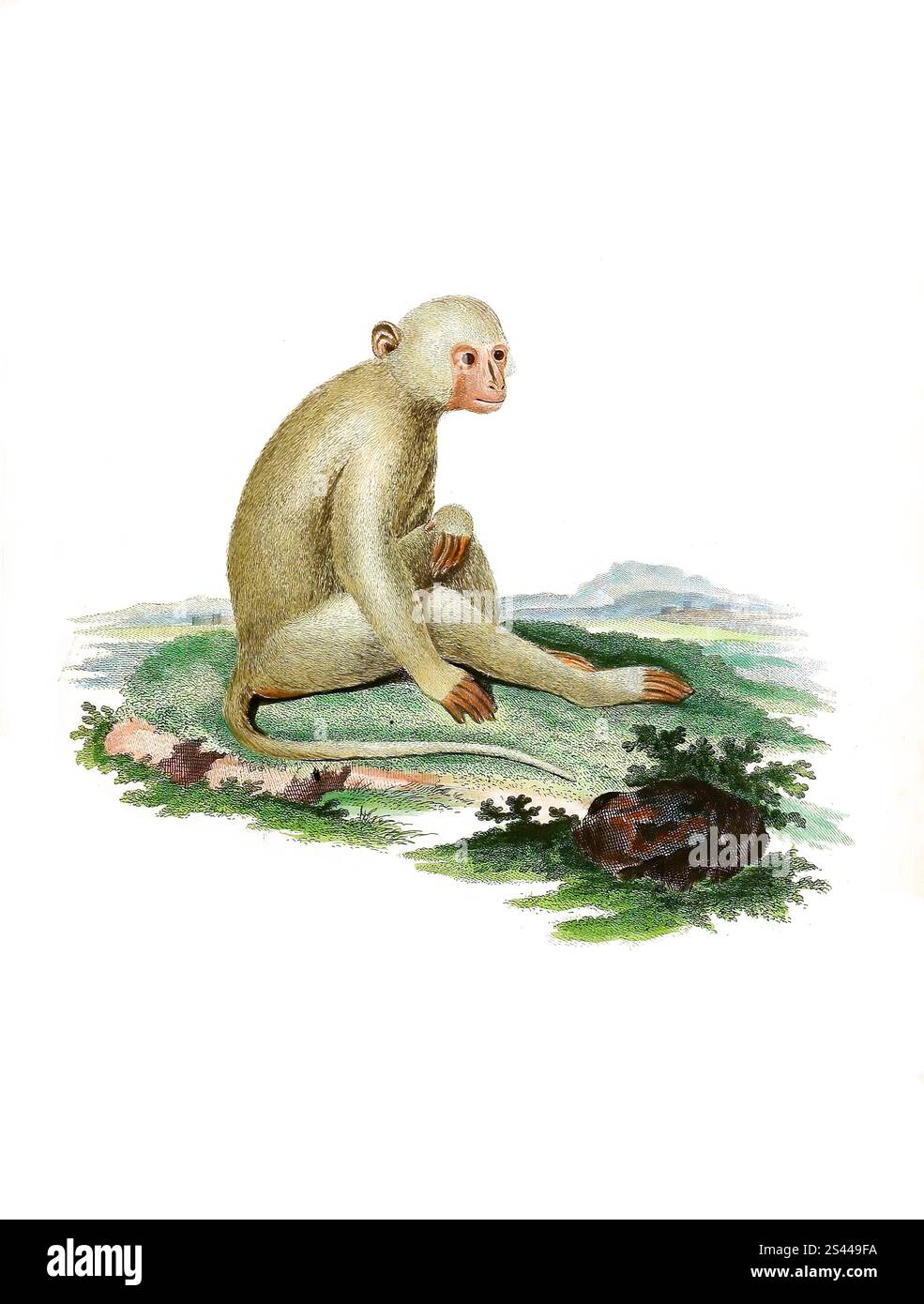 Mammiferi, scimmia, scimmia, mangabey sooty, Cercocebus atys, una specie primate della famiglia delle scimmie vervet, simia atys, Atys, storica, riproduzione restaurata digitalmente di un originale del 1860, Säugetiere, Rußmangabe, eine Primatenart aus der Familie der Meerkatzenverwandten, Historisch, digital restaurierte Reproduktion einer Vorlage von 1860 Foto Stock