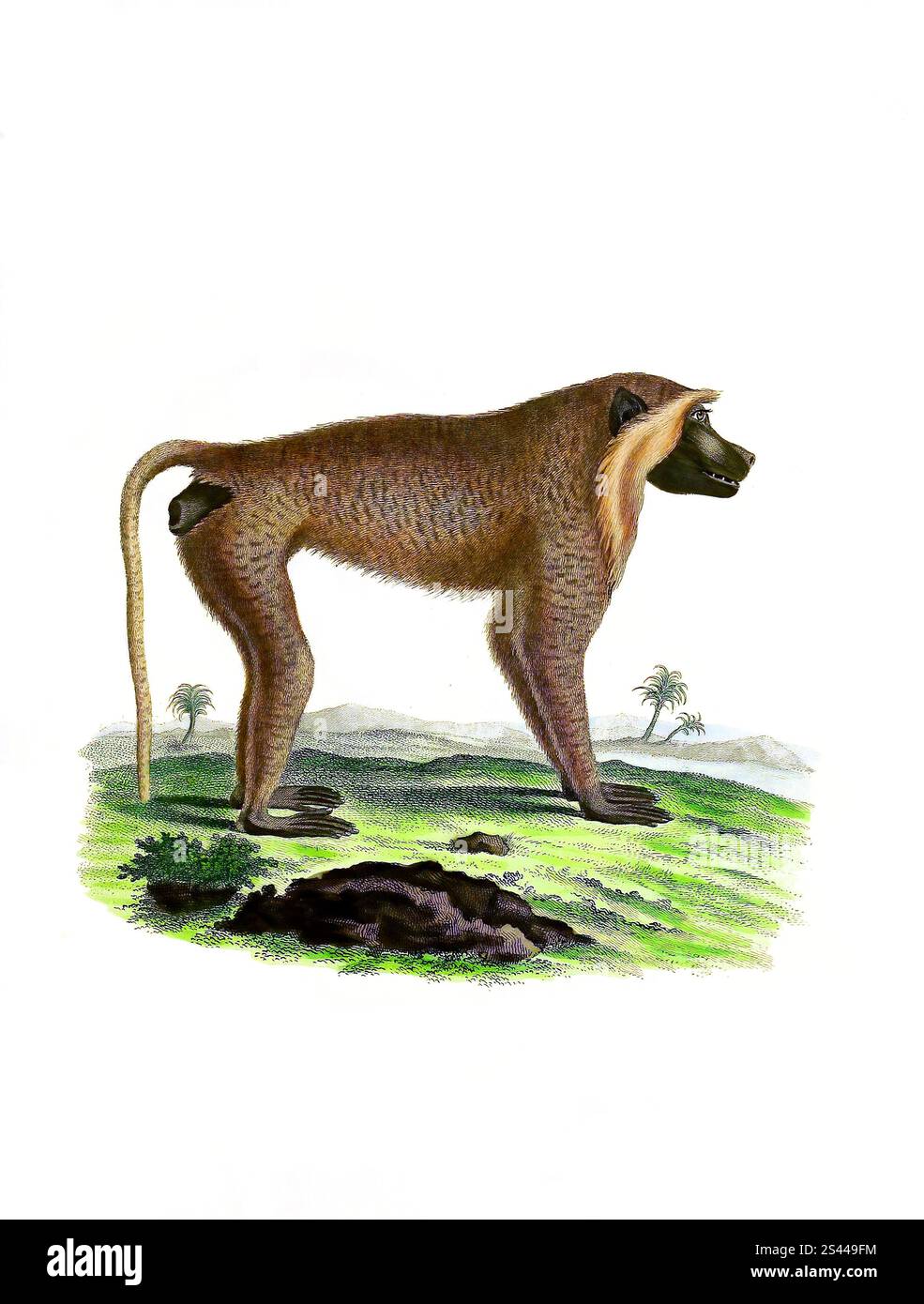 Mammiferi, scimmia, scimmia, simia cynocephalus, babbuino di steppa, riproduzione storica, restaurata digitalmente di un originale del 1860, Säugetiere, Steppenpavian, Historisch, digital restaurierte Reproduktion einer Vorlage von 1860 Foto Stock