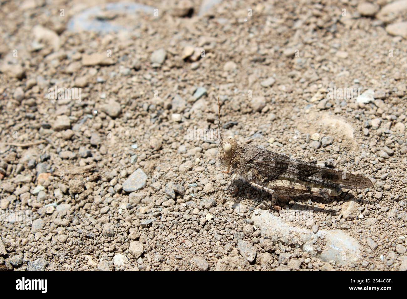 Cavalletta alata pallida mimetizzata tra le pietre Foto Stock