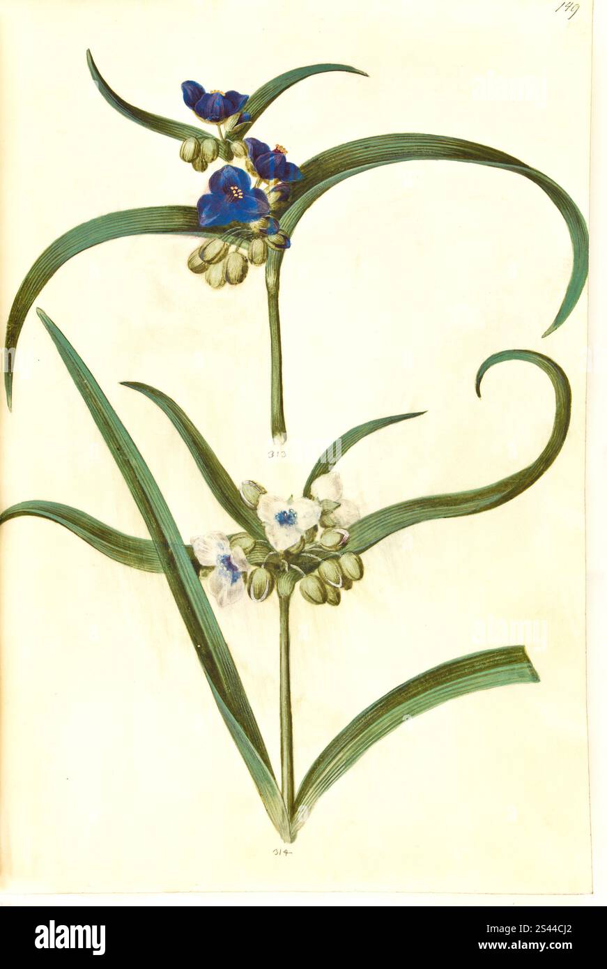 Spiderwort, Tradescantia virginiana o Tradescantia ohiensis, riproduzione storica, restaurata digitalmente da un originale del XIX secolo, Dreimasterblume, Historisch, digital restaurierte Reproduktion von einer Vorlage aus dem 19. Jahrhundert Foto Stock