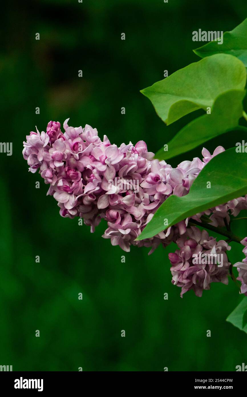 Primo piano di un ramo lilla rosa in piena fioritura, che mostra delicati grappoli di fiori e texture morbide. Foto Stock