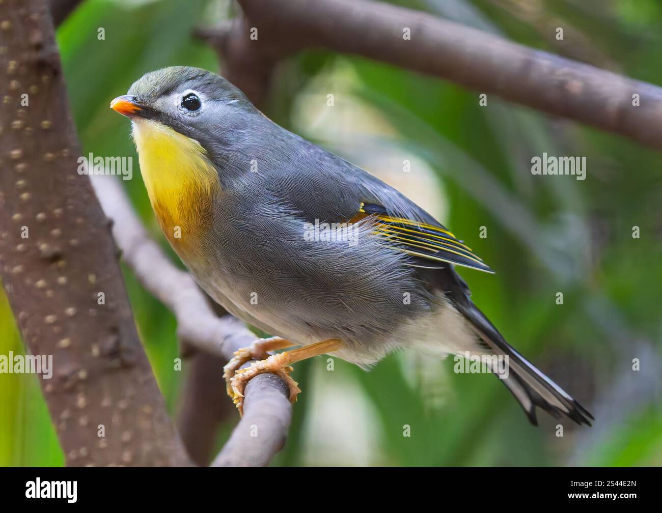 Vista ravvicinata di un Pekin nightingale (Leiothrix lutea) Foto Stock
