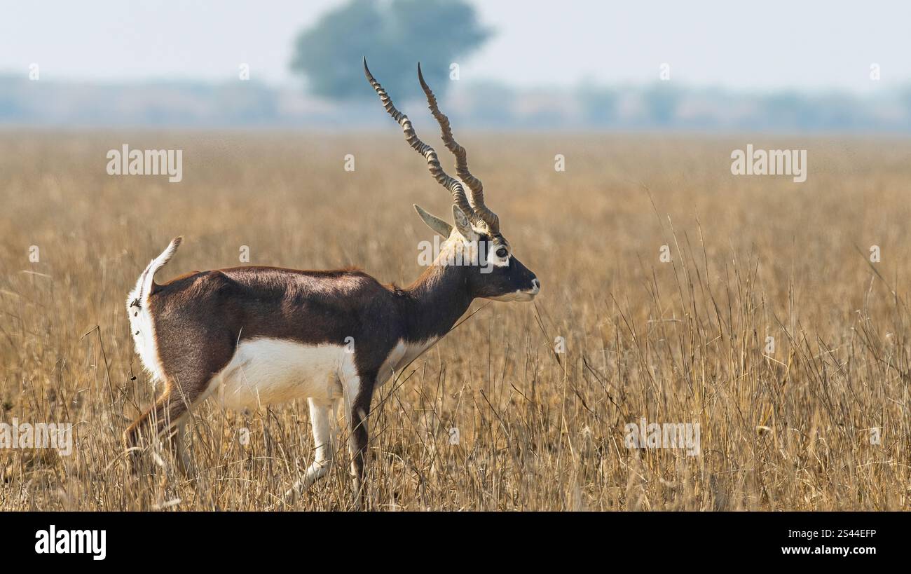 Il tal Chappar Wildlife Sanctuary nel Rajasthan è un paradiso per i blackbucks. Queste graziose antilopi sono note per il loro caratteristico rivestimento bianco e nero. Foto Stock
