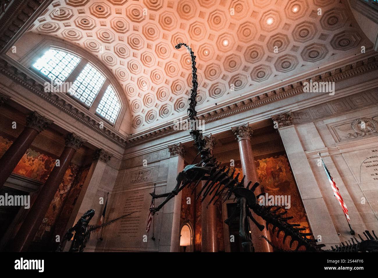 Scheletro di Diplodocus all'American Museum of Natural History Foto Stock