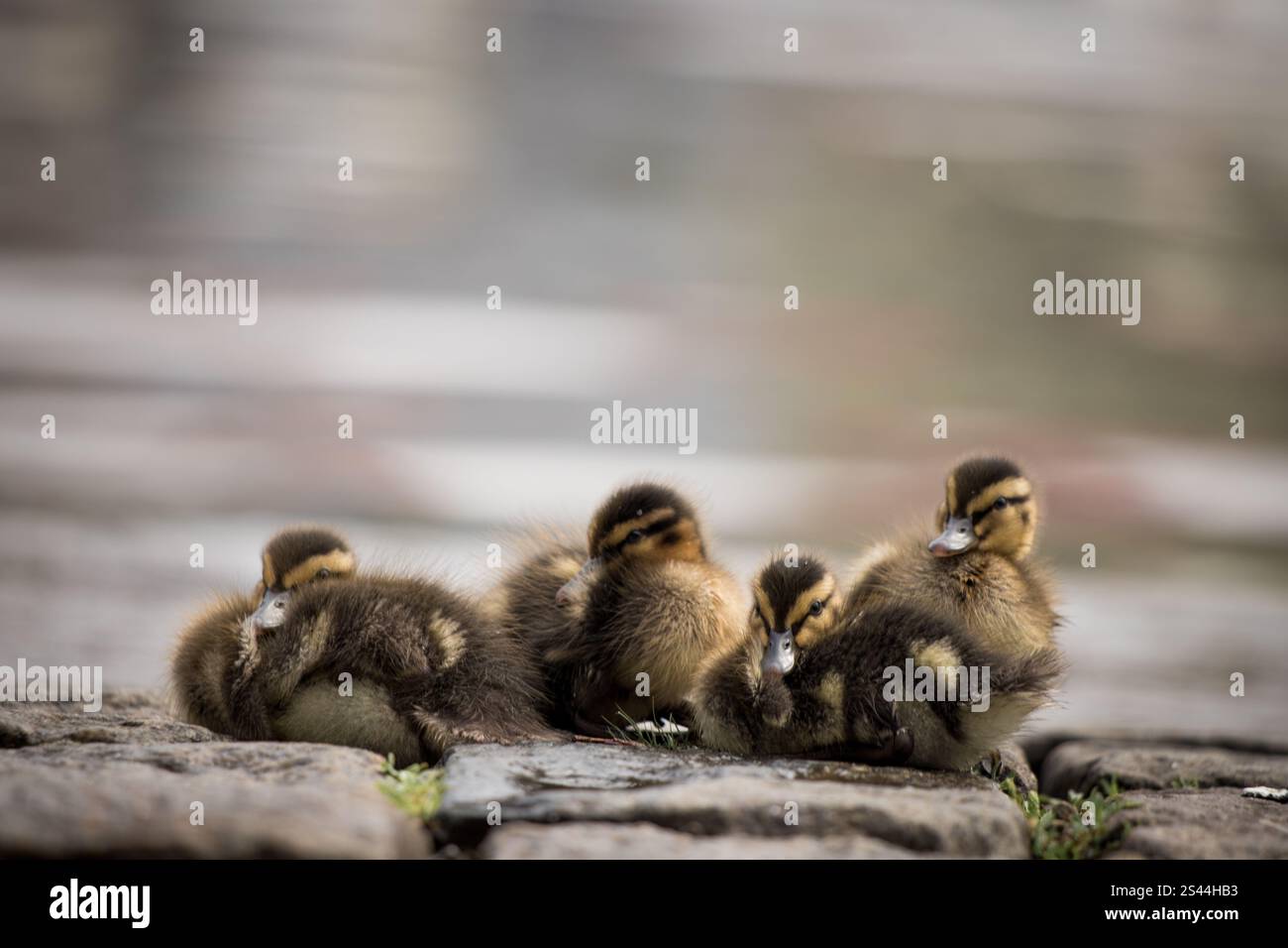 Cigni di bambino Foto Stock
