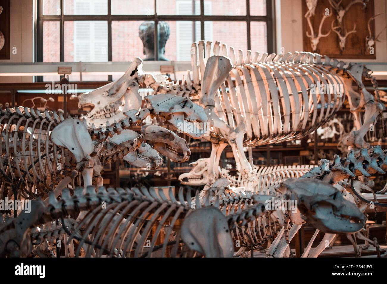 Galerie de Paléontologie et d’Anatomie comparée Foto Stock