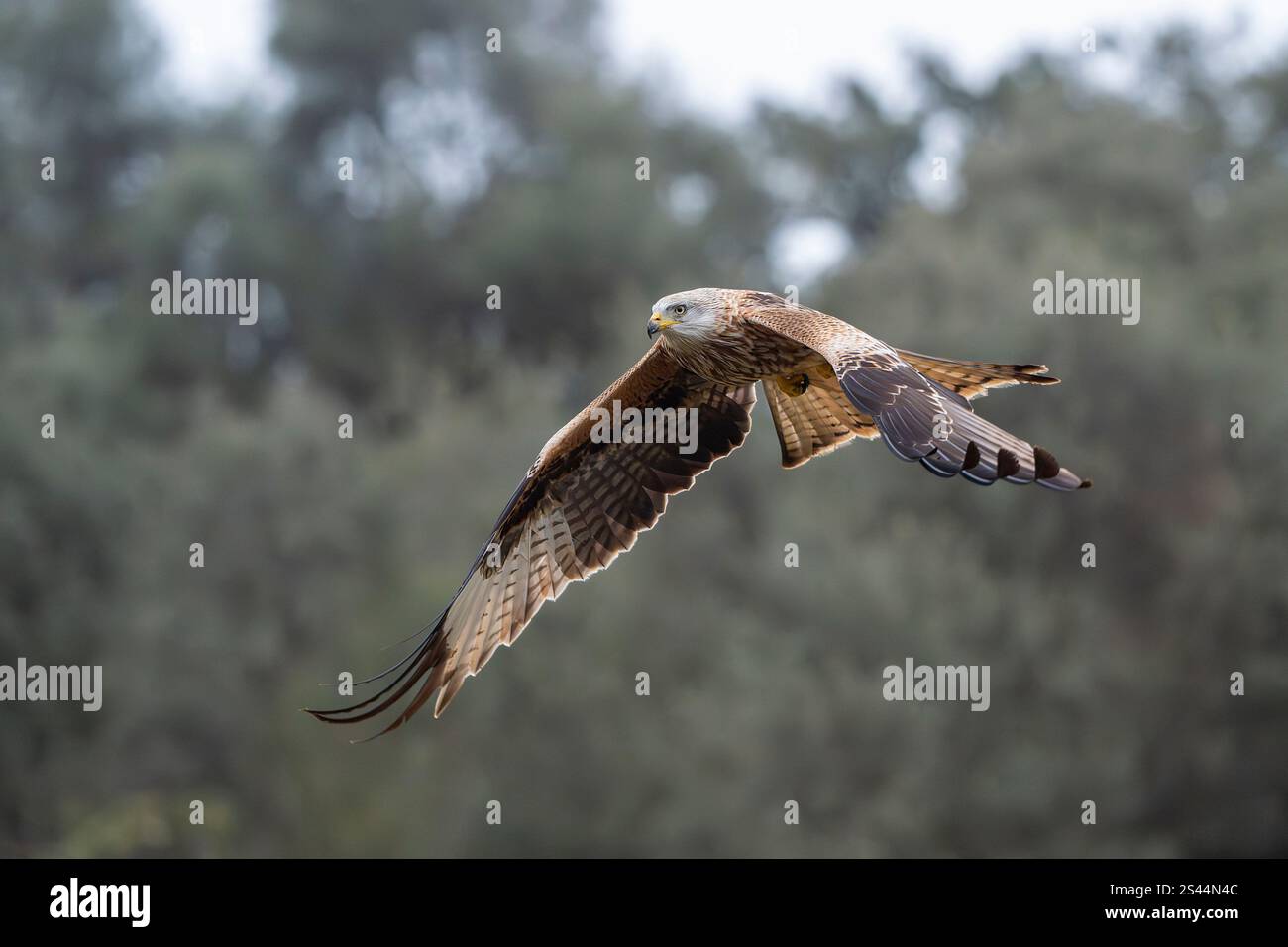 Aquilone rosso che vola con sfondo vegetativo Foto Stock