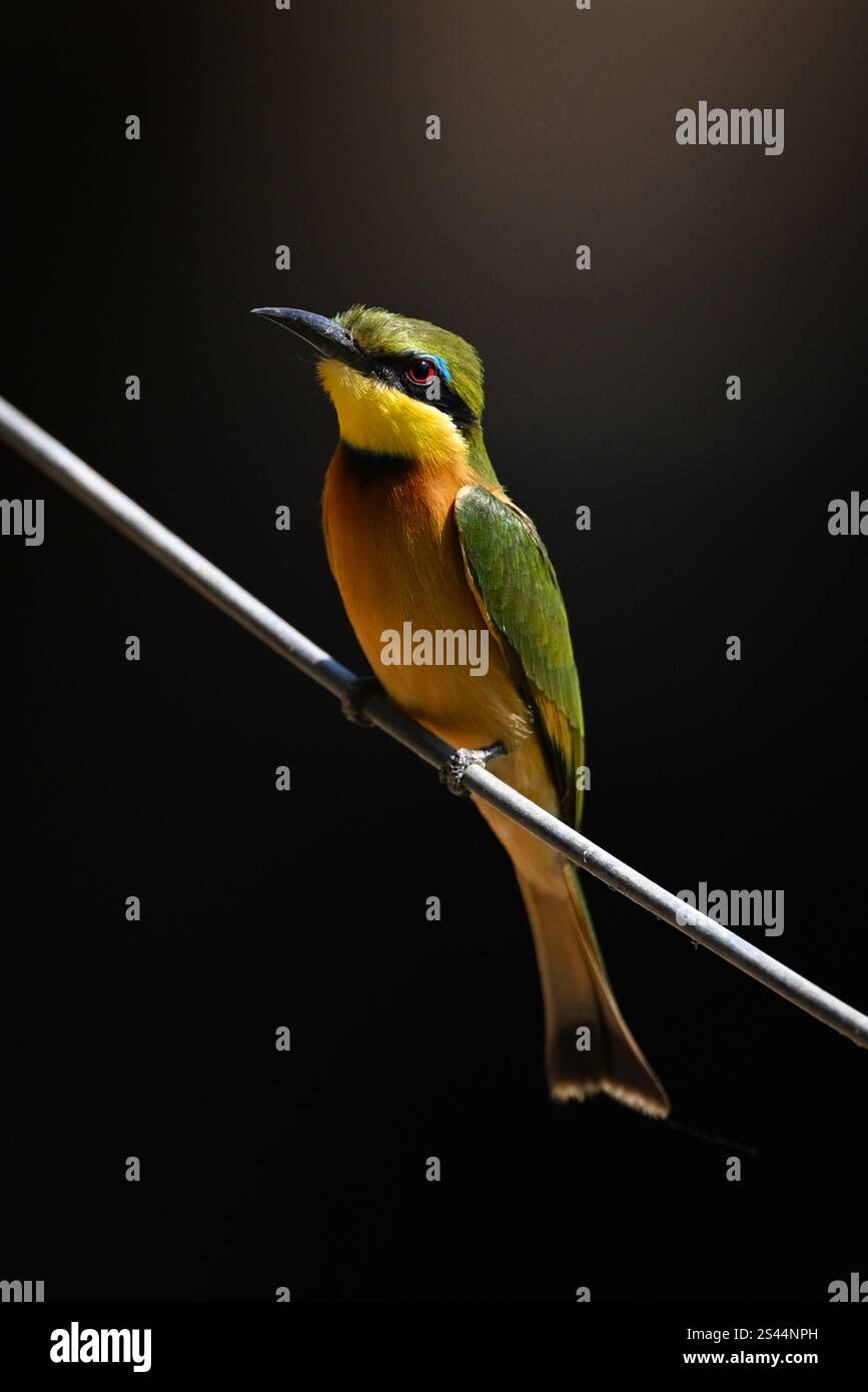 Un piccolo amante delle api guarda la fotocamera da un cavo diagonale. Ha un corpo arancione, ali verdi, una testa verde, nera e gialla e un becco nero. Tiro Foto Stock