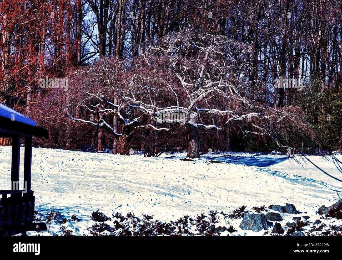 Maestoso vecchio albero nella neve Foto Stock