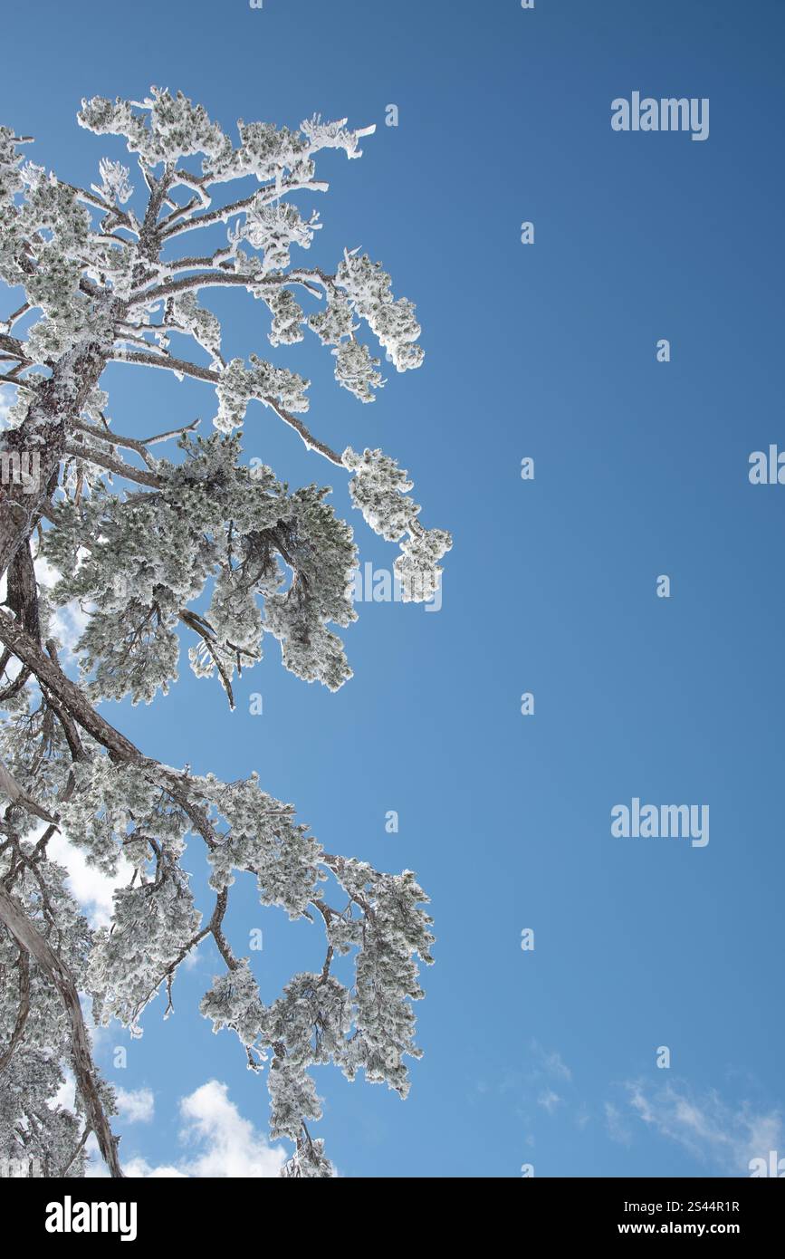 I rami di pino innevato si estendono verso un cielo azzurro e limpido, creando un ambiente invernale sereno Foto Stock