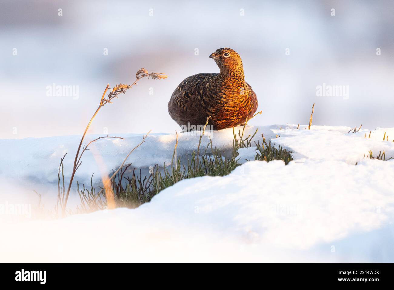 Burley a Wharfedale, Ilkley, West Yorkshire, Regno Unito. 10 gennaio 2025. Meteo nel Regno Unito - Una femmina Red Grouse che si nutre di una piccola macchia di vegetazione verde sbirciando attraverso la neve profonda in condizioni di gelo a Burley Moor, Burley a Wharfedale vicino Ilkley, West Yorkshire crediti: Kay Roxby/Alamy Live News Foto Stock