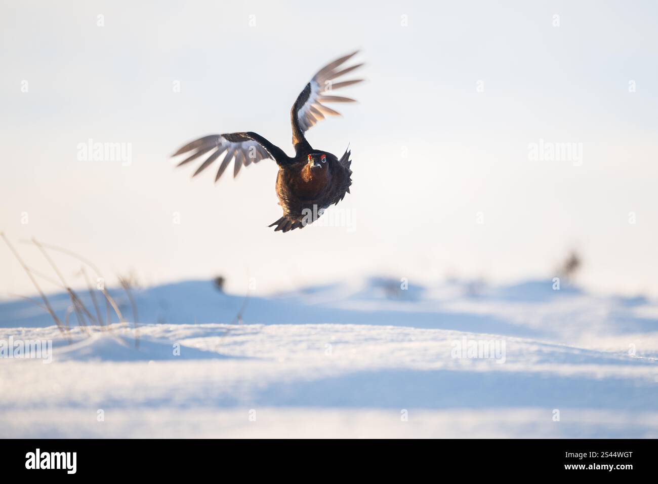 Burley a Wharfedale, Ilkley, West Yorkshire, Regno Unito. 10 gennaio 2025. Meteo Regno Unito - Un maschio Red Grouse che vola sopra la neve profonda in condizioni di gelo a Burley Moor, Burley a Wharfedale vicino a Ilkley, West Yorkshire crediti: Kay Roxby/Alamy Live News Foto Stock
