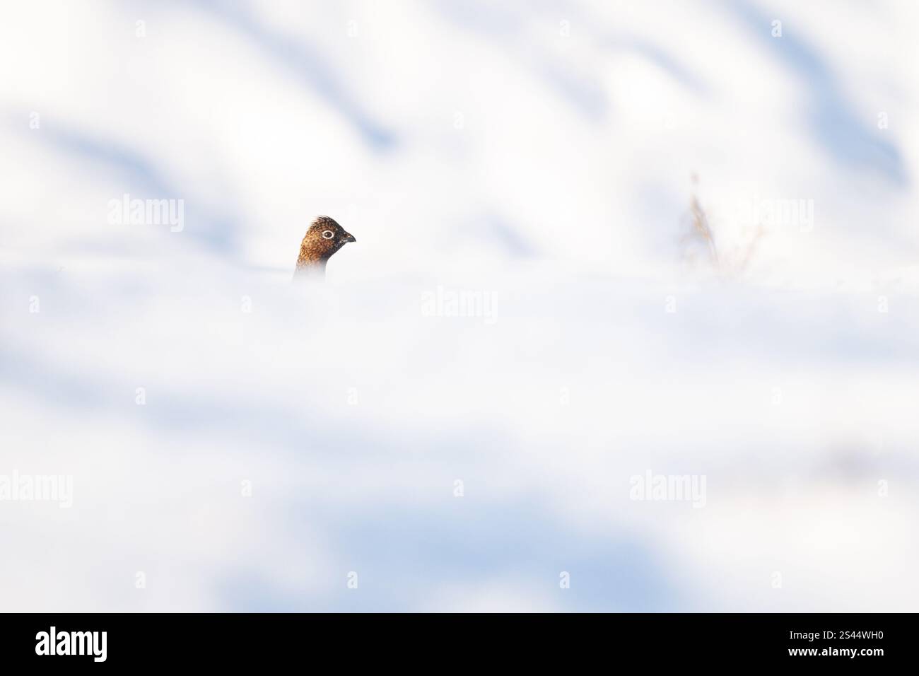 Burley a Wharfedale, Ilkley, West Yorkshire, Regno Unito. 10 gennaio 2025. Meteo nel Regno Unito - la testa di una femmina Red Grouse salta sopra la neve profonda in condizioni di gelo a Burley Moor, Burley a Wharfedale vicino a Ilkley, West Yorkshire crediti: Kay Roxby/Alamy Live News Foto Stock