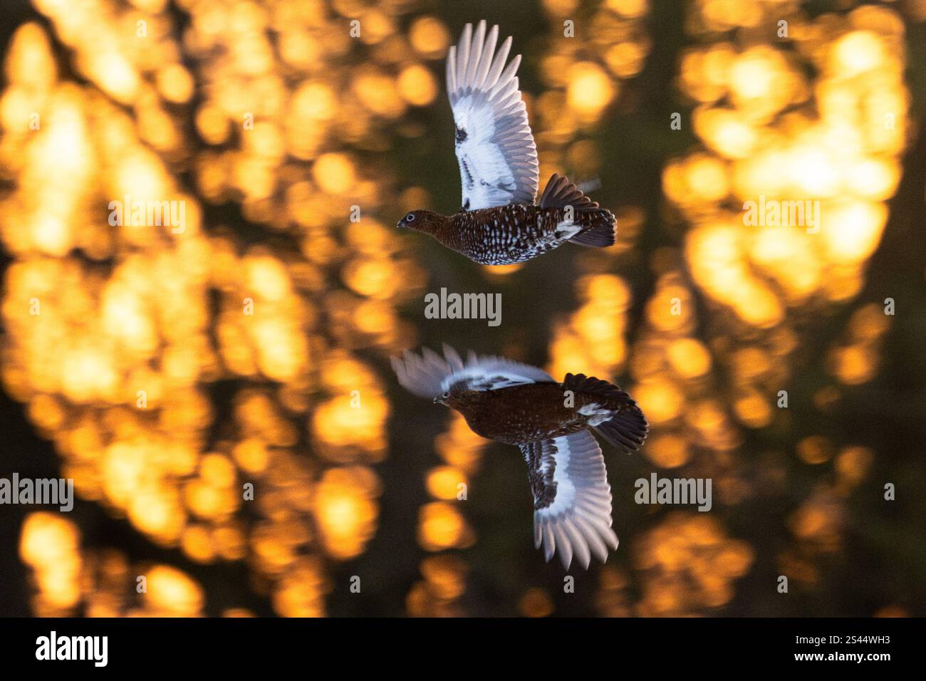 Burley a Wharfedale, Ilkley, West Yorkshire, Regno Unito. 10 gennaio 2025. Meteo per il Regno Unito - Red Grouse prendi il volo all'alba su Burley Moor, Burley a Wharfedale vicino a Ilkley, West Yorkshire crediti: Kay Roxby/Alamy Live News Foto Stock