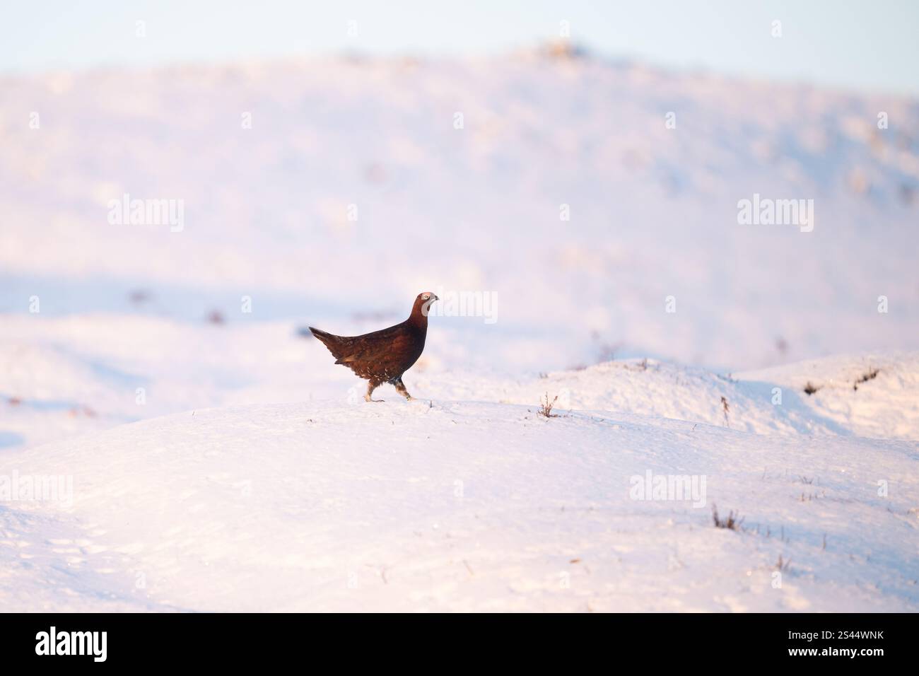 Burley a Wharfedale, Ilkley, West Yorkshire, Regno Unito. 10 gennaio 2025. Meteo nel Regno Unito - Un Red Grouse che cammina attraverso la neve profonda in condizioni di gelo a Burley Moor, Burley a Wharfedale vicino a Ilkley, West Yorkshire crediti: Kay Roxby/Alamy Live News Foto Stock