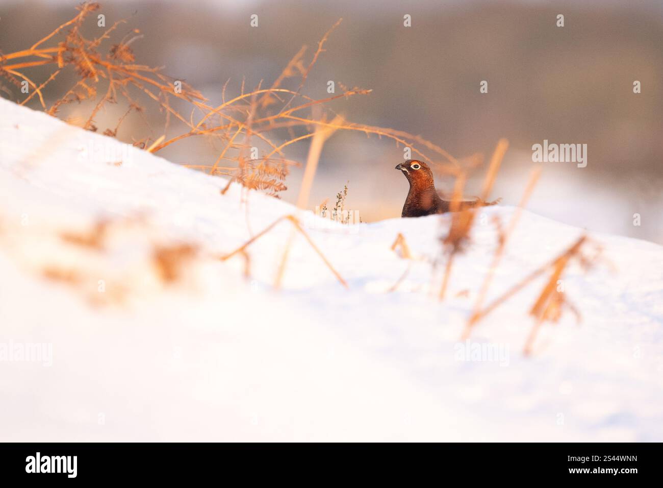 Burley a Wharfedale, Ilkley, West Yorkshire, Regno Unito. 10 gennaio 2025. Meteo nel Regno Unito - Un Red Grouse che si nutre sulle cime dell'erica sbirciando nella neve profonda in condizioni di gelo a Burley Moor, Burley a Wharfedale vicino a Ilkley, West Yorkshire crediti: Kay Roxby/Alamy Live News Foto Stock