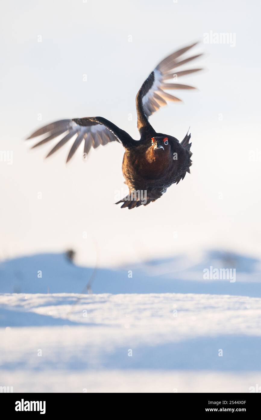 Burley a Wharfedale, Ilkley, West Yorkshire, Regno Unito. 10 gennaio 2025. Meteo Regno Unito - Un maschio Red Grouse che vola sopra la neve profonda in condizioni di gelo a Burley Moor, Burley a Wharfedale vicino a Ilkley, West Yorkshire crediti: Kay Roxby/Alamy Live News Foto Stock